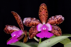 Cattleya Lacey Michelle Matherne Heavenly HCC/AOS 78 pts.